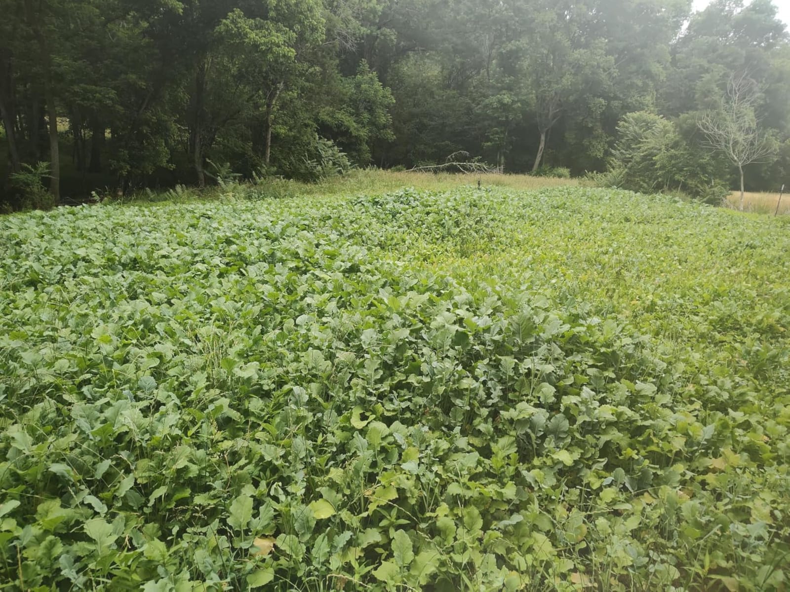 Domain Outdoor Sugar Momma Food Plot Seed for Deer, 1/2 Acre, Turnip, Rape, Kale, Clovers, Chicory, Annual and Perennial Food Sources for Extreme Summer, Fall and Winter Attraction, Year Round Food customer photo 2