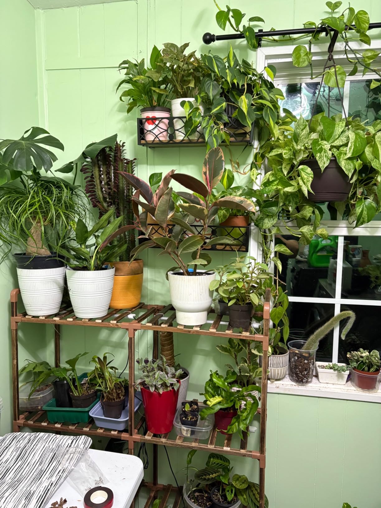 Bamworld Plant Stand with Grow Lights for Indoor Plants Wood Plant Shelf customer photo 1