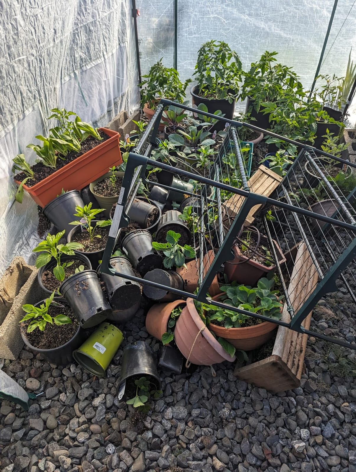 Ohuhu Plant Greenhouse Shelves 4 Tier 2 Pack Extra-Wide Stable Green House Shelving for Outdoor, 31x18x42 Inch Portable Rustproof Metal Shelf Plant Stand Rack Greenhouse Accessories customer photo 2