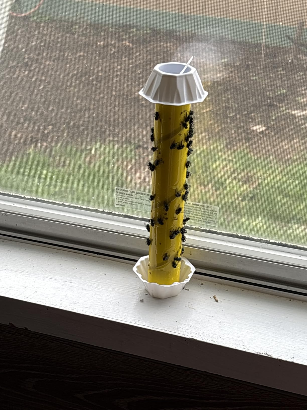 Fly Stick Sticky Fly Traps for Indoors Outdoor 6pk. Non-Toxic Super Sticky Hanging Flies Catcher Paper Tape Strips for Home. Catches All Bugs and gnats. Indoor Outdoor House Flying Insect Trap. customer photo 2