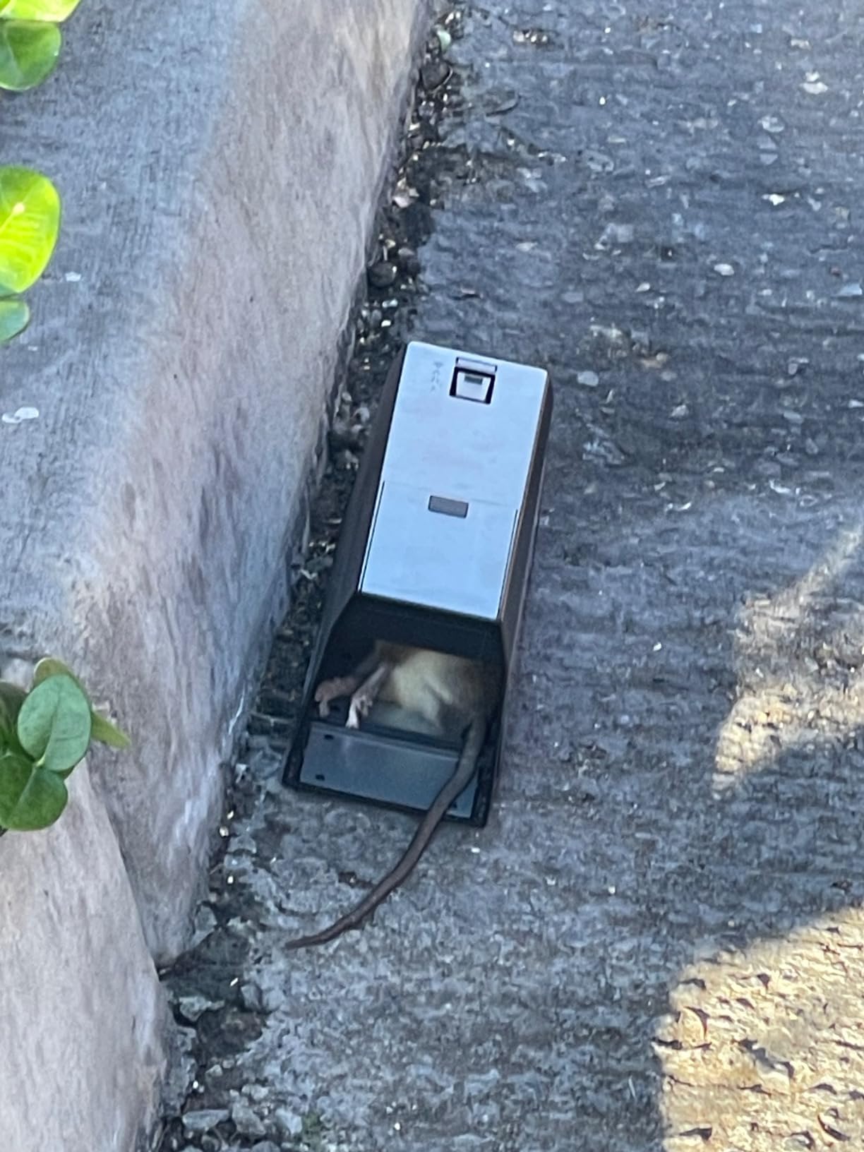 Victor Electronic Rat Trap, 2-Pack customer photo 2
