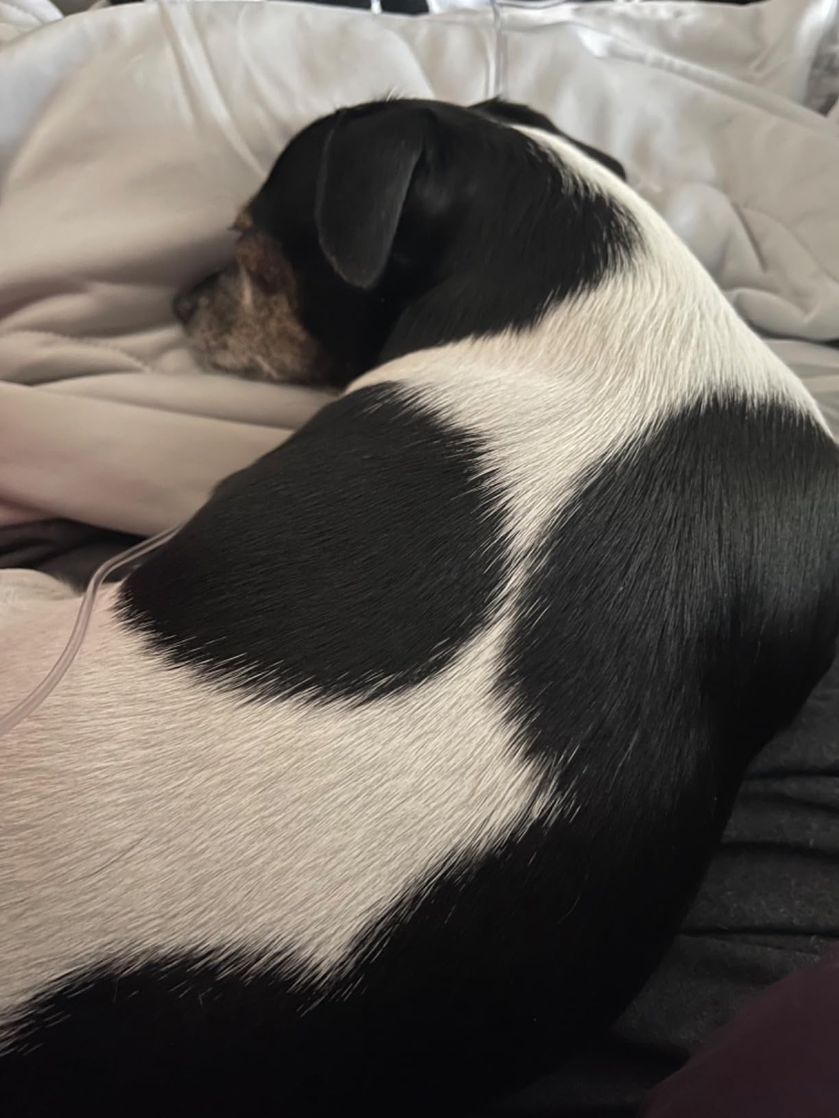 EASELAND Cooling Comforter Queen, Upgraded Double-Sided Q-MAX 0.45+ customer photo 1