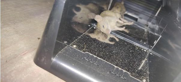2026 Electric Mouse Trap Zapper Indoor,Electric Rat Traps Indoor for Homes customer photo 2